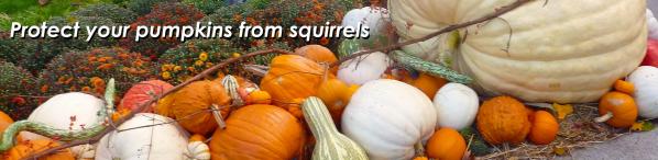 Protect pumpkins from squirrels