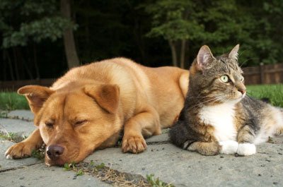 natural best dog and cat repellent, won't harm pets