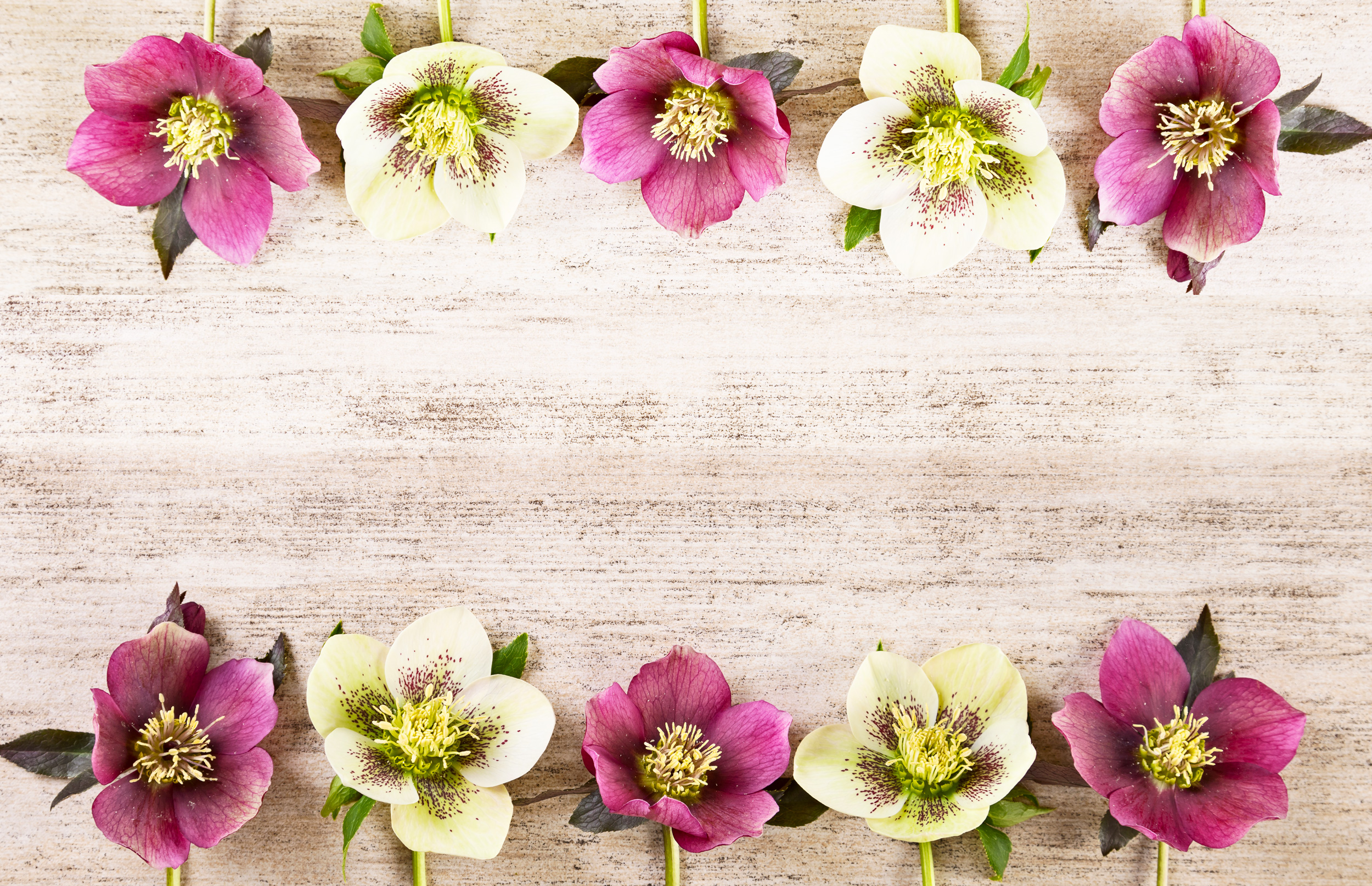 All parts of Hellebores are toxic to people and pets. In some individuals, they can even cause contact dermatitis. It’s best to wear gloves when handling them.